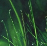 Cliquez pour voir toutes les autres toiles de ce peintre